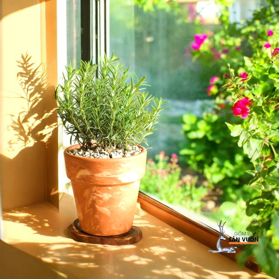 Terracotta Planter Pots